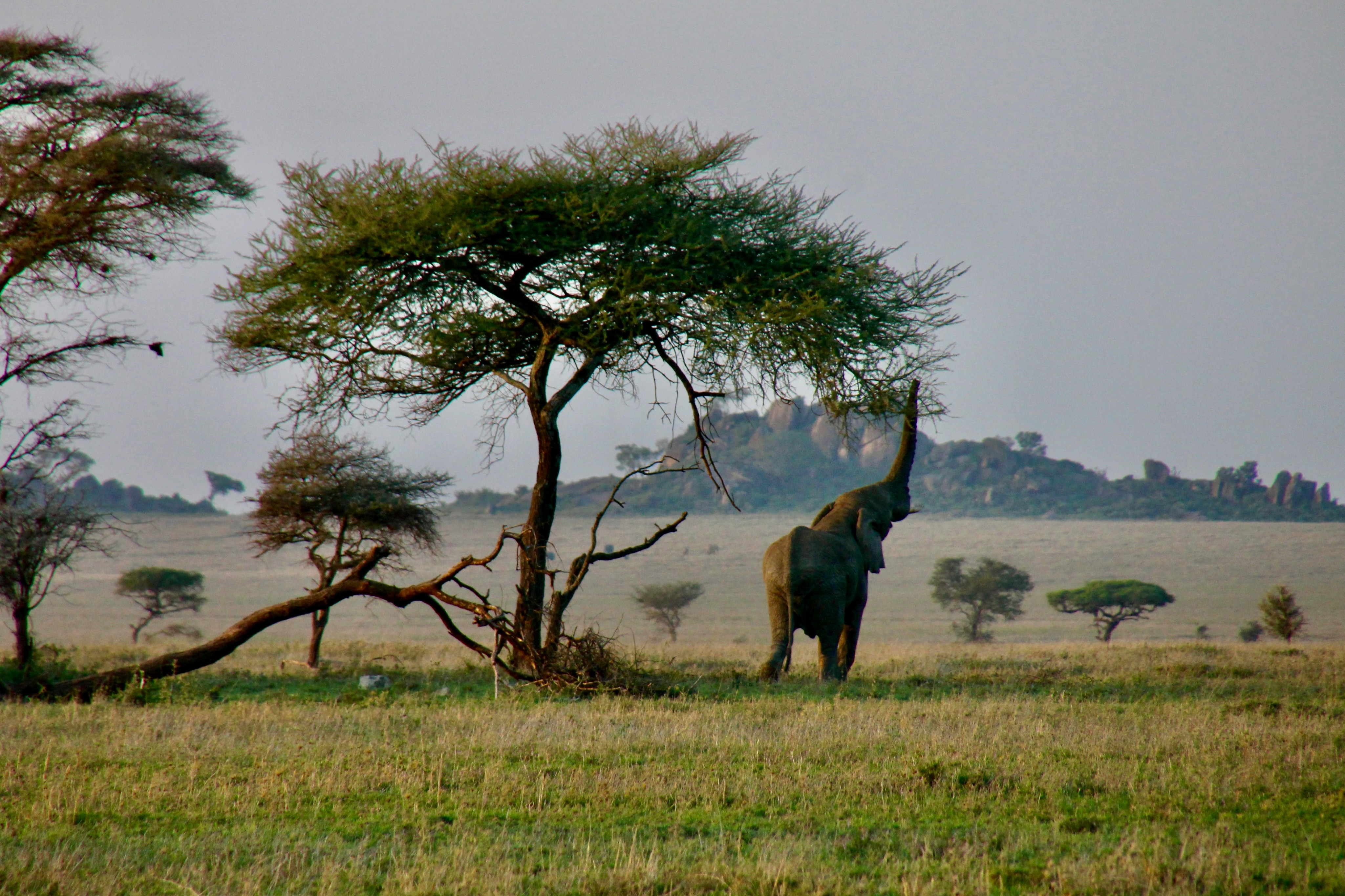 Tarangire Safari